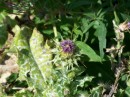 Mariendistel - Silybum marianum1 * 1867 x 1401 * (455KB)